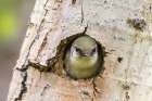 Colorado-Rock Mountain National Park Violet-green swallow at nest hole in tree Art Print
